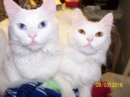 50 котиков, которые больше всего на свете любят погреться на солнце