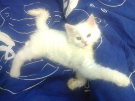 50 котиков, которые больше всего на свете любят погреться на солнце