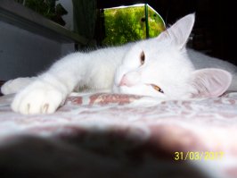 50 котиков, которые больше всего на свете любят погреться на солнце