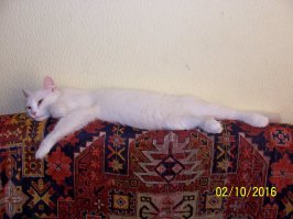 50 котиков, которые больше всего на свете любят погреться на солнце