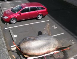 Правда или вымысел: 15 животных-гигантов