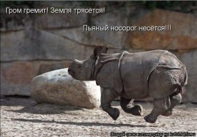 Слон показал носорогу кто здесь главный 