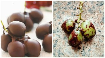 Виноград надо было сначала обезжирить... бензином или ацетоном... XD