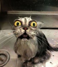 вы хоть представляете что с вами теперь будет ???