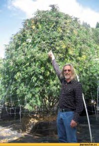 Это тож дерево ))