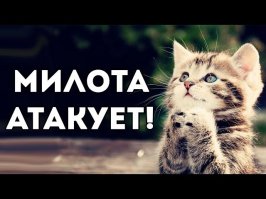 Очаровашки из войлока!