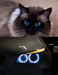 Откуда тут мой кот?