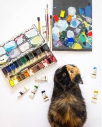 Это кошка Яна из Минска. Химера. Уже подросла, красотка.