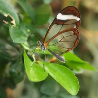 у нас беда . появилась бабочка стеклянница и у всех смородина цветет рясно, а потом ягода почти вся осыпается., листья засыхают
из-за того, что не можем вывести эту летучую чуму. многие теперь черную смородину повывели.