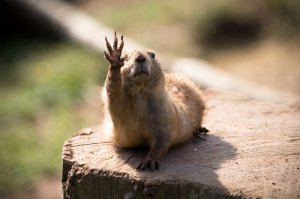 Быть...!!! или не быть!!! Вот в чем вопрос ))))))