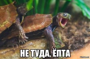 Мир - моя сцена: драматические актеры из мира животных