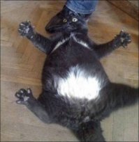 Ну чего уставился? Давай...кати меня на кухню!!!