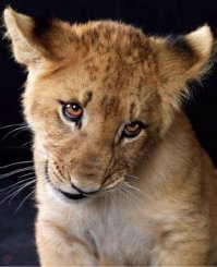 Мир - моя сцена: драматические актеры из мира животных