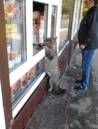 Мир - моя сцена: драматические актеры из мира животных