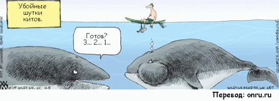 Так близко китов вы еще не видели!