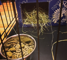 Они и черепашек решили своих разводить