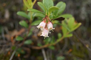 Цветущая брусника