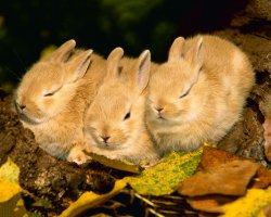 Фотоподборка за 09.06.2017