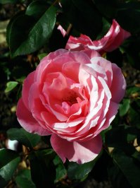 Места лишения природы