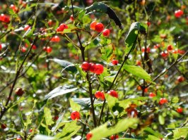 Места лишения природы