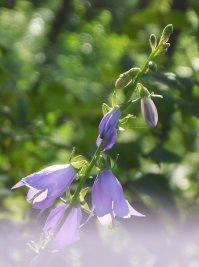 Места лишения природы