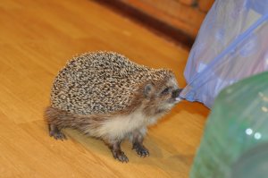 Нет, я думаю, что выпускать уже нельзя. Он не выживет сам. Потому что привык, что его кормят. Привык, что нет опасности.
Мой ёж появился у меня подранком (с раной на боку, аж иголки висели) и с клещами. Потом отъелся и стал выглядеть вот так (см.фото). А по еде привередливый был: груша, свежий фарш (мясо жевать не любил), вареное яйцо, кешью.