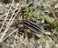 Нашёл! Корнегрыз стройный :)