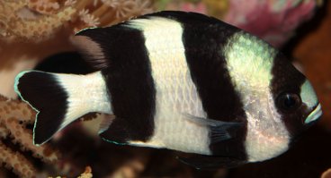 Там "рибок" продают)