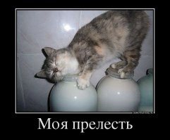 Уморительные коты-воришки, которых поймали с поличным