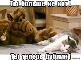 Уморительные коты-воришки, которых поймали с поличным