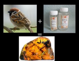 Ученые нашли янтарь с останками птенца возрастом 100 млн лет