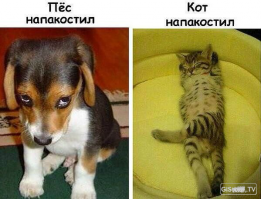 Уморительные коты-воришки, которых поймали с поличным