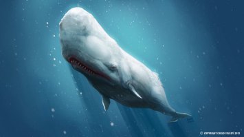 Так близко китов вы еще не видели!