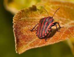 А есть еще и такой:
Клоп итальянский или графозома полосатая