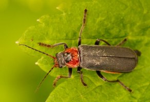 Знакомимся, жук пожарник