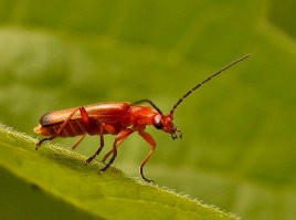 Знакомимся, жук пожарник