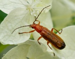 Знакомимся, жук пожарник