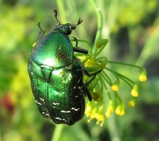 Майский Жук