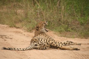 Что то типа видео отчетов о дикой природе. Подборка видео.