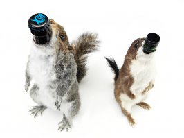 Самое дорогое пиво