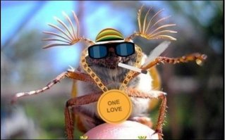 Ямайский жук.