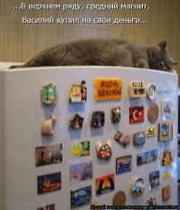 Кошки - хозяева в доме