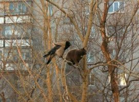 Коты, которые испортили фотографии