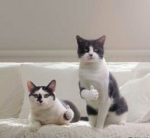 Коты, которые испортили фотографии