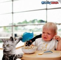 Коты, которые испортили фотографии