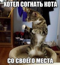 Коты, которые испортили фотографии