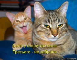Коты, которые испортили фотографии