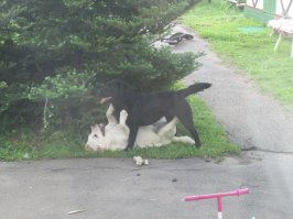 У меня есть свои черная и белая. Тоже разные характеры. Белая - типичная блондинка. Безобразничает, и не понимает, когда её за это ругают. Считает себя мне ровней, а детей считает прикольными штуками для игр. Обожает кататься на квадроцикле.
Черная - серьезная. Может самостоятельно наказать белую за бузу. Полтора года прошло с того момента как мы её нашли, но она до сих пор не верит, что её взяли. Гулять её выгнать очень сложно.