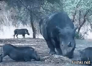 Ми-ми-ми! Впервые в истории Таллиннского зоопарка в нем родился детеныш носорога