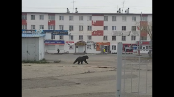 Медведь попытался залезть в дом через окно